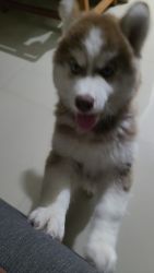 Husky Puppy for sale