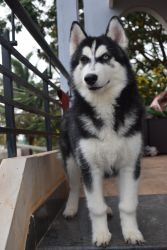 Husky puppy for sale