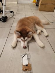 Husky for Rehoming