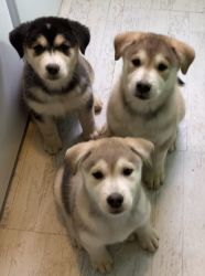 3 husky puppies looking for a furever home