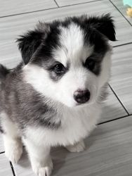 Husky Puppy for sale