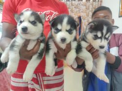 Husky Blue Eyes Puppies for Sale in Bangalore