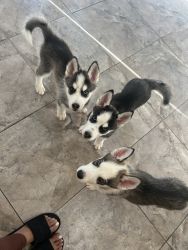 Siberian/Alaskan husky puppies for sale