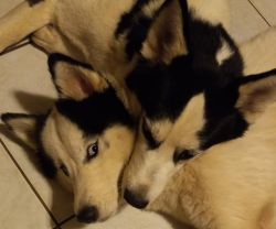 Husky Pair Male and Female