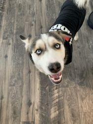 Male Husky 9 months old