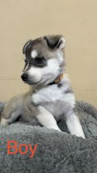 Huskies needing homes from Oxnard California