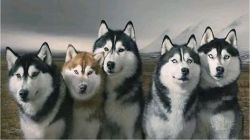 Alaskan Husky and puppies