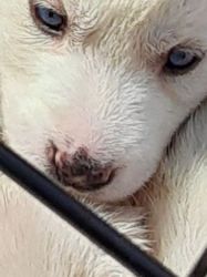 Husky pupies for sale