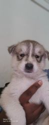 1 month old Alaskan/Siberian puppies 5 for sale