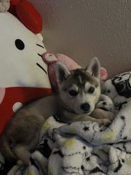 Husky Puppy For Sale