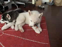 Huskies for Rehoming