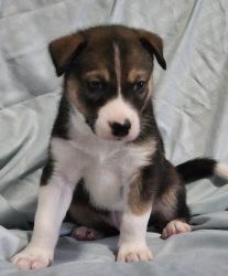 Huskey/Jack Russell need to re-home