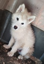 Alaskan malamute/agauti husky pup