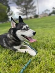 Husky in need of a new home