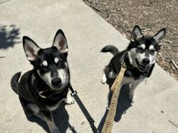Two huskies for a good home