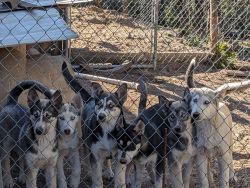 Husky's puppies for sale