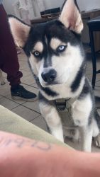 11month old male husky