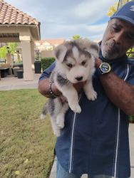 2 month old huskey
