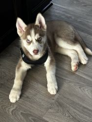 9 Week old - Male Husky pup