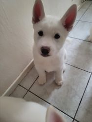 White husky with a red collar