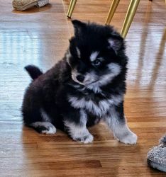 Husky – Alaskan Klee Kai Puppies