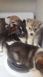 Husky Mix Puppies