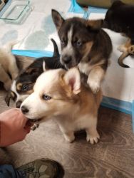 6 husky mix puppies available soon