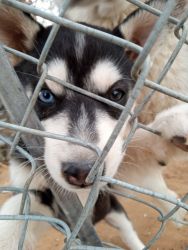 Husky pups for sale