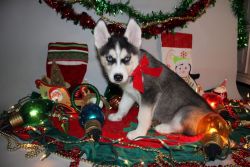 4 month old adorable Siberian huskies for sale