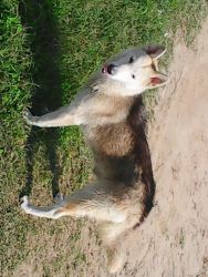 husky pure breed female
