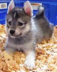 Beautiful Alaskan Klee Klai Pups...
