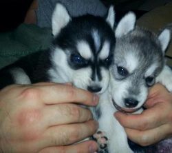 Siberian Husky Puppies AKc Registered
