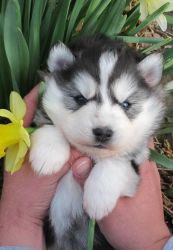 Female and Male Siberian Husky Puppies