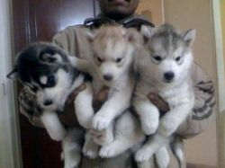 ready nice Alaskan Husky puppies for sale