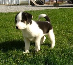 Adorable Alaskan Husky Puppies For Sale .