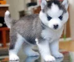 Alaskan Husky puppies for sale