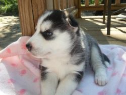 cute and lovely Husky puppies