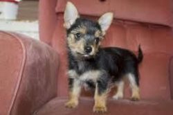 min Chorkie puppies for sale
