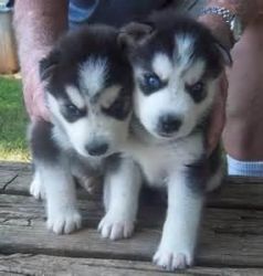 Alaskan Malamute Puppies For Sale In Beaver Creek