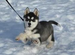 Awesome Male/Female Alaskan Puppies.