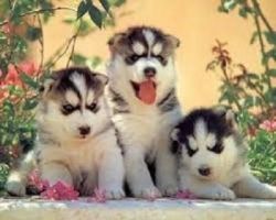 Amusing Siberian And Alaskan Husky Puppies.