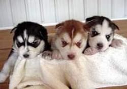Akc Siberian Husky Puppies(xxx)xxx-xxxx