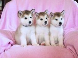 Stunning Alaskan Malamute Puppies(xxx)xxx_xxxx