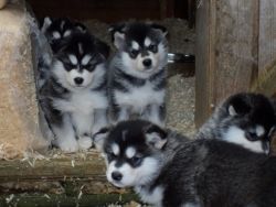 Quality Alaskan Malamute Puppies
