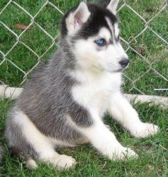 house trained Siberian Husky puppies available