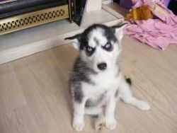 beautiful husky pup purebred for sale
