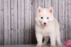 Lovely M/f Alaskan Husky Puppies For Sale .