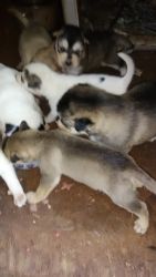 Shar Pei/Husky Malamute Puppies