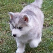 pomple siberian husky puppy for free homing adoption - See more at: ht