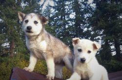Alaskan Husky Puppies - Inuit - Eskimo